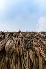 close-up of Thatched roof