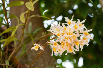 Group of yellowish orchids