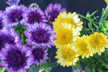 黄色と紫のオスティオスペルマムの花