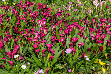 Begonia flower in the filed