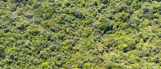 Tropical forest from a height of flight
