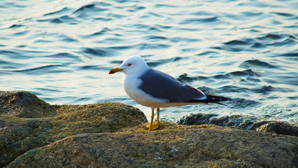 sea gull on stone