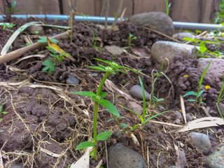 Wild plants grow in dirty soil