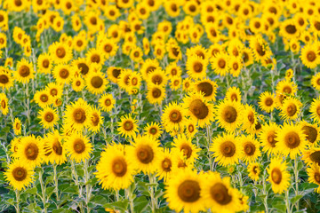 landscape nature with a sunflowers field in Thailand ,  sunflower blooming