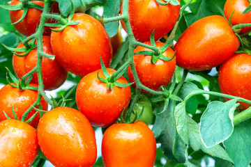 a group tomatoes nature background