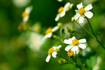 yellow flowers on green background