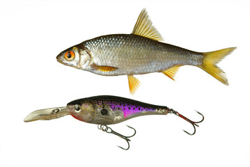 Fish roach and wobbler on a white background