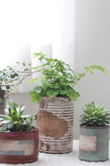 白いカーテン越しに飾ってるリメイク缶に入れた観葉植物