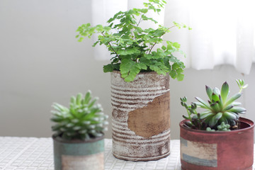 Fototapeta premium 白いカーテン越しに飾ってるリメイク缶に入れた観葉植物