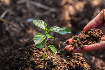 seedlings on fertile soil.Natural care concepts and world preservation, global warming reduction. World Environment Day.