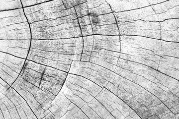 White wood section texture background.