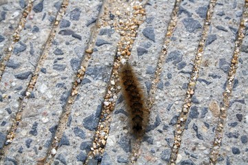 Fluffy caterpillar of dark color on a stone surface