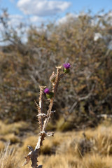 Flores de cardo al comienzo del otogno en macrofotografia 