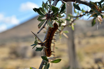 Obraz premium gusano sobre rama de mata de calafate en patagonia argentina closeup view