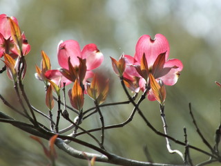 pink flowers on a background of blue sky