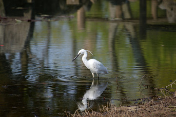 池の水底に潜む餌を捕ろうとしているコサギ