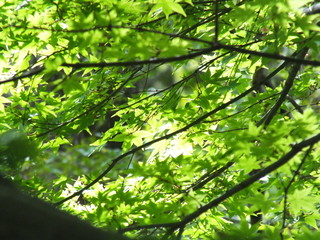 Fototapeta na wymiar green leaves of tree