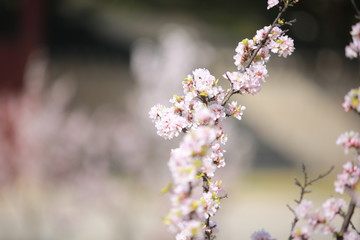 cherry blossom in spring