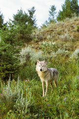 Female Wolf In Montana Mountains