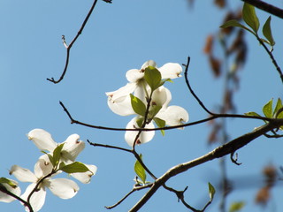 branch of apple tree with white flowers
