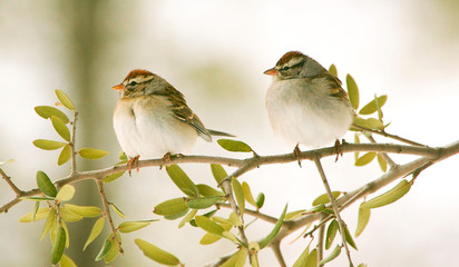 Chipping Sparrows
