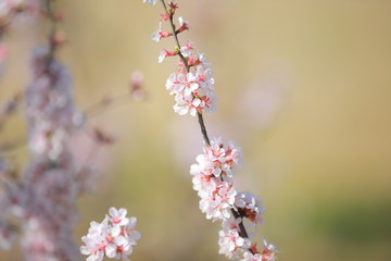cherry blossom in spring