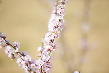 cherry blossom in spring