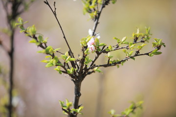 cherry blossom in spring