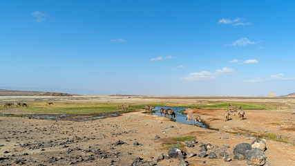 Donkeys in a watering hole close to Lake Abbe, Djibouti