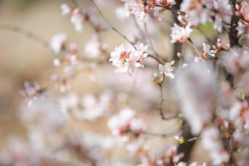 cherry blossom in spring