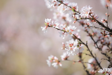 cherry blossom in spring