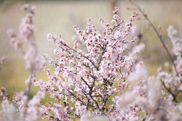 cherry blossom in spring