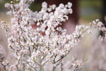 cherry blossom in spring