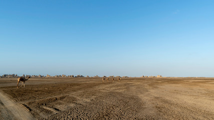Camels walk early in the morning towards water in Lake Abbe.