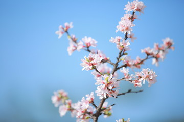 cherry blossom in spring