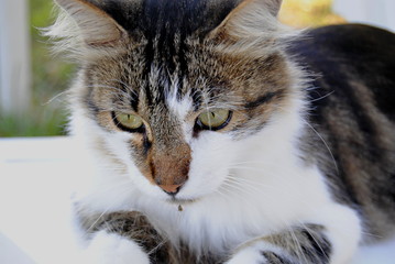 Chat
