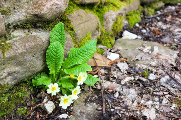 Beautiful first spring flower of primrose near the stone with moss on old foliage closeup