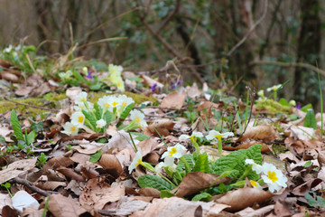 Spring first wild primrose flowers on old foliage in the forest