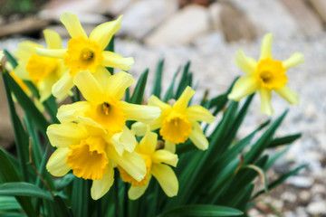 Several beautiful wild daffodils in the forest closeup