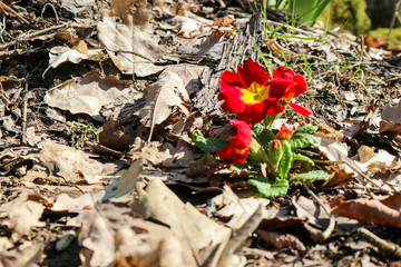 Bright red wild primrose (primula) flower in the spring forest closeup