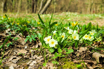 Wild yellow primrose (primula) surrounded by grass in the spring forest