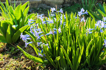 blue spring wild crocus flowers in the forest on the sun