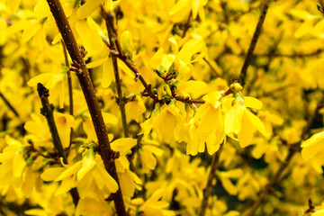 yellow blooming Forsythia tree branch