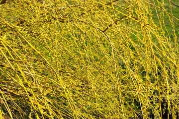 yellow background of blooming tree branch