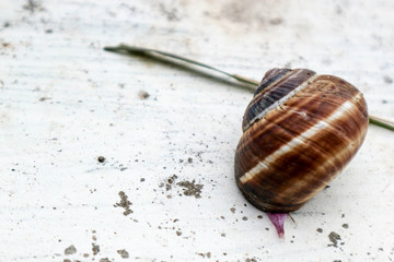 Snail shell and the blade of grass closeup