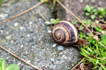 Long way home big snail crawling on a stones