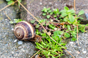 Big snail in the shell crawling on the stone and grass