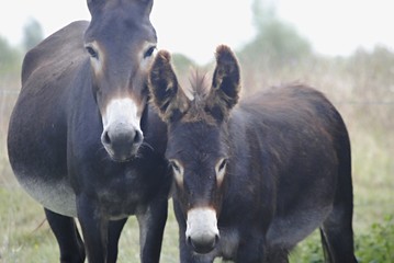 Fototapeta premium Ânes