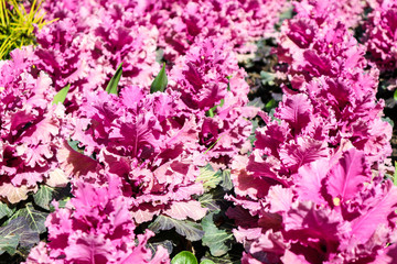 Pink ornamental cabbage on the flowerbed closeup