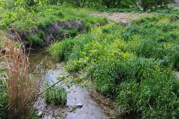 春の小川